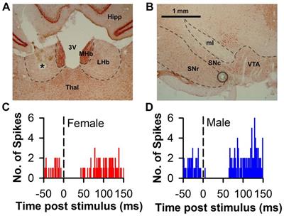 Quantitative and qualitative sex difference in habenula-induced inhibition of midbrain dopamine neurons in the rat